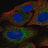 Anti-CCDC184 antibody produced in rabbit Prestige Antibodies&#174; Powered by Atlas Antibodies, affinity isolated antibody, buffered aqueous glycerol solution