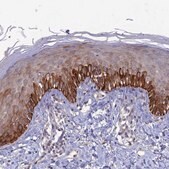 Anti-FASTKD5 antibody produced in rabbit Prestige Antibodies&#174; Powered by Atlas Antibodies, affinity isolated antibody, buffered aqueous glycerol solution