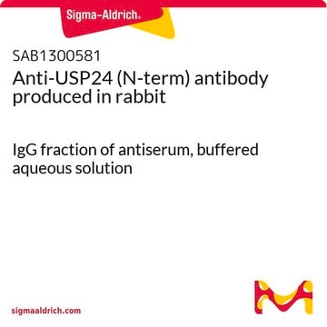 Anti-USP24 (N-term) antibody produced in rabbit IgG fraction of antiserum, buffered aqueous solution