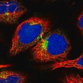 Anti-APLP2 antibody produced in rabbit Prestige Antibodies&#174; Powered by Atlas Antibodies, affinity isolated antibody, buffered aqueous glycerol solution
