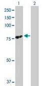 Anti-TRAF3IP2 antibody produced in rabbit purified immunoglobulin, buffered aqueous solution