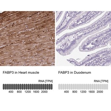 Anti-FABP3 antibody produced in rabbit Prestige Antibodies&#174; Powered by Atlas Antibodies, affinity isolated antibody, buffered aqueous glycerol solution