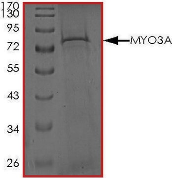 MYO3ALPHA, Active PRECISIO&#174; Kinase, recombinant