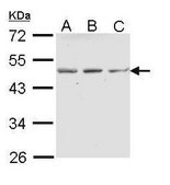 Anti-ENTPD5 antibody produced in rabbit affinity isolated antibody, buffered aqueous solution