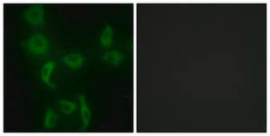 Anti-IARS2 antibody produced in rabbit affinity isolated antibody