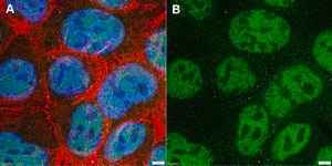 Anti-GRB2 Antibody, clone 1J2 ZooMAb&#174; Rabbit Monoclonal recombinant, expressed in HEK 293 cells