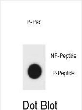 Anti-phospho-mouse TSC1(S387) antibody produced in rabbit affinity isolated antibody, buffered aqueous solution