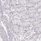 Anti-MILR1 antibody produced in rabbit Prestige Antibodies&#174; Powered by Atlas Antibodies, affinity isolated antibody, buffered aqueous glycerol solution