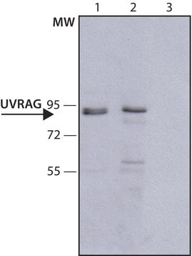 Anti-UVRAG antibody ,Mouse monoclonal clone UVRAG-11, purified from hybridoma cell culture