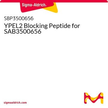 YPEL2 Blocking Peptide for SAB3500656