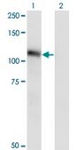 Monoclonal Anti-NLGN3 antibody produced in mouse clone 2A6, purified immunoglobulin, buffered aqueous solution