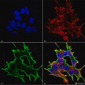 Monoclonal Anti-Pink1 - Apc antibody produced in mouse clone S4-15, purified immunoglobulin