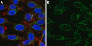 Anti-Mitofusin-2 Antibody, clone 2D19 ZooMAb&#174; Rabbit Monoclonal recombinant, expressed in HEK 293 cells
