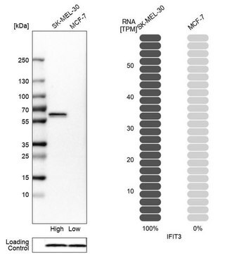 Anti-IFIT3 antibody produced in rabbit Prestige Antibodies&#174; Powered by Atlas Antibodies, affinity isolated antibody, buffered aqueous glycerol solution