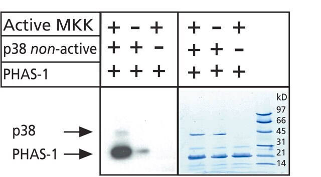 p38 MAP Kinase, Non-Activated human &#8805;90% (SDS-PAGE), recombinant, expressed in E. coli (N-terminal histidine-tagged), buffered aqueous glycerol solution