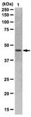 Anti-DLK1 Antibody from rabbit, purified by affinity chromatography