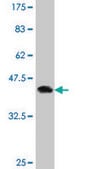 Monoclonal Anti-ID1 antibody produced in mouse clone 1F7, purified immunoglobulin, buffered aqueous solution