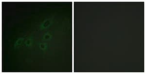 Anti-JAK3 antibody produced in rabbit affinity isolated antibody