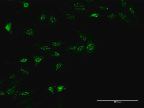 Monoclonal Anti-ZNF447 antibody produced in mouse clone 2H1, purified immunoglobulin, buffered aqueous solution