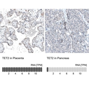 Monoclonal Anti-TET2 antibody produced in mouse Prestige Antibodies&#174; Powered by Atlas Antibodies, clone CL6873, purified immunoglobulin, buffered aqueous glycerol solution