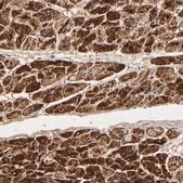 Anti-COX6B1 antibody produced in rabbit Prestige Antibodies&#174; Powered by Atlas Antibodies, affinity isolated antibody, buffered aqueous glycerol solution