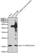 Anti-pan-Tri-Methyl lysine antibody produced in rabbit