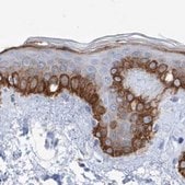 Anti-FRS3 antibody produced in rabbit Prestige Antibodies&#174; Powered by Atlas Antibodies, affinity isolated antibody, buffered aqueous glycerol solution, ab1