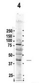 Anti-PSMC5 antibody produced in rabbit IgG fraction of antiserum