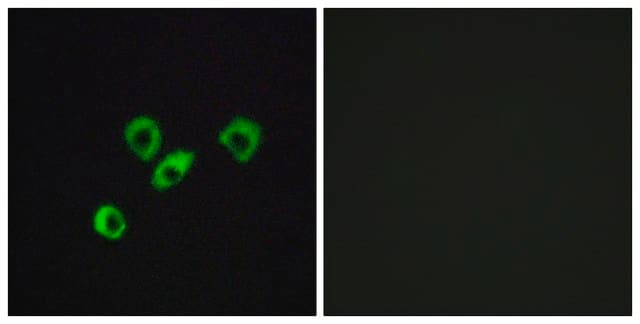 Anti-OR10Z1 antibody produced in rabbit affinity isolated antibody