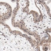 Anti-RBM23 antibody produced in rabbit Prestige Antibodies&#174; Powered by Atlas Antibodies, affinity isolated antibody, buffered aqueous glycerol solution