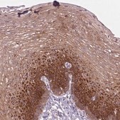 Anti-SOWAHC antibody produced in rabbit Prestige Antibodies&#174; Powered by Atlas Antibodies, affinity isolated antibody, buffered aqueous glycerol solution
