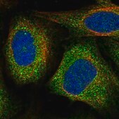 Anti-VPS11 antibody produced in rabbit Prestige Antibodies&#174; Powered by Atlas Antibodies, affinity isolated antibody, buffered aqueous glycerol solution