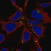 Anti-NHLH1 antibody produced in rabbit Prestige Antibodies® Powered by Atlas Antibodies, affinity isolated antibody, buffered aqueous glycerol solution