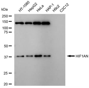 KD-Validated Anti HIF1AN Antibody, clone 23GB6385, Rabbit Monoclonal clone 23GB6385, recombinant rabbit monoclonal, expressed in HEK293 cells