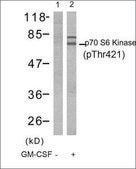 Anti-phospho-RPS6KB1 (pThr421) antibody produced in rabbit affinity isolated antibody
