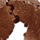 Monoclonal Anti-PVALB antibody produced in mouse Prestige Antibodies® Powered by Atlas Antibodies, clone CL15072, purified antibody (Protein A)