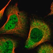 Anti-DDI2 antibody produced in rabbit Prestige Antibodies® Powered by Atlas Antibodies, affinity isolated antibody, buffered aqueous glycerol solution