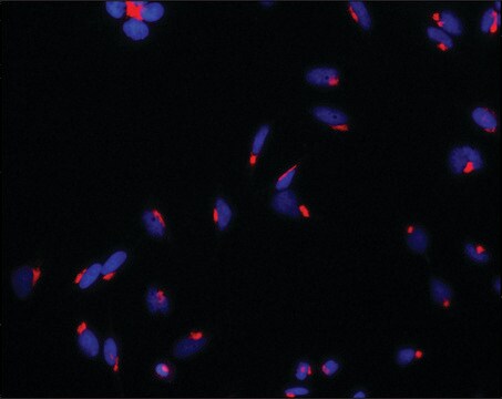 Anti-NUCB1 (N-terminal) antibody produced in rabbit ~1.5&#160;mg/mL, affinity isolated antibody, buffered aqueous solution