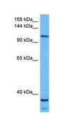 Anti-KIF5B (AB2) antibody produced in rabbit affinity isolated antibody