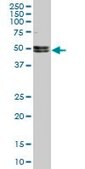 Monoclonal Anti-NOVA1, (C-terminal) antibody produced in mouse clone 5D9, purified immunoglobulin, buffered aqueous solution