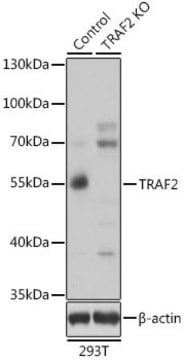 Anti-TRAF2 antibody produced in rabbit