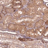 Anti-SPATS2 antibody produced in rabbit Prestige Antibodies&#174; Powered by Atlas Antibodies, affinity isolated antibody, buffered aqueous glycerol solution