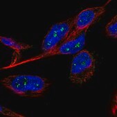 Anti-B3GNTL1 antibody produced in rabbit Prestige Antibodies&#174; Powered by Atlas Antibodies, affinity isolated antibody, buffered aqueous glycerol solution, Ab2