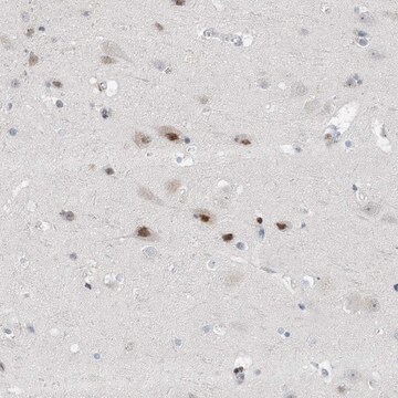 Anti-CAMTA1 antibody produced in rabbit Prestige Antibodies&#174; Powered by Atlas Antibodies, affinity isolated antibody, buffered aqueous glycerol solution