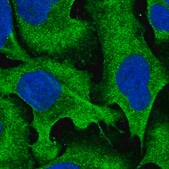 Anti-RALGAPA2 antibody produced in rabbit Prestige Antibodies&#174; Powered by Atlas Antibodies, affinity isolated antibody, buffered aqueous glycerol solution