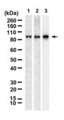 Anti-TRPV2 Antibody, clone 1G5 ZooMAb® Rabbit Monoclonal recombinant, expressed in HEK 293 cells