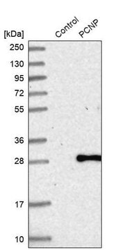 Anti-PCNP antibody produced in rabbit Prestige Antibodies&#174; Powered by Atlas Antibodies, affinity isolated antibody, buffered aqueous glycerol solution