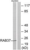 Anti-RAB37 antibody produced in rabbit affinity isolated antibody