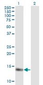 Monoclonal Anti-MB antibody produced in mouse clone 4F8, purified immunoglobulin, buffered aqueous solution