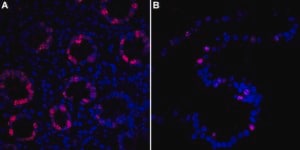 抗-Ki67抗体，克隆1O15，ZooMAb®兔单克隆抗体 recombinant, expressed in HEK 293 cells